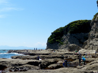 和泉野 江ノ島の磯遊びとイソヒヨドリ